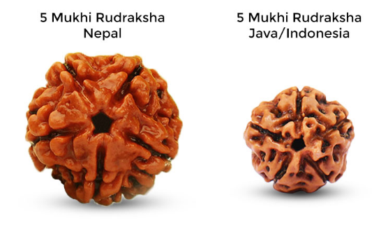 5 Mukhi Rudraksha Benefits in Hindi